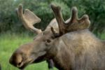 Росавтодор защитит водителей от лосей с помощью тока